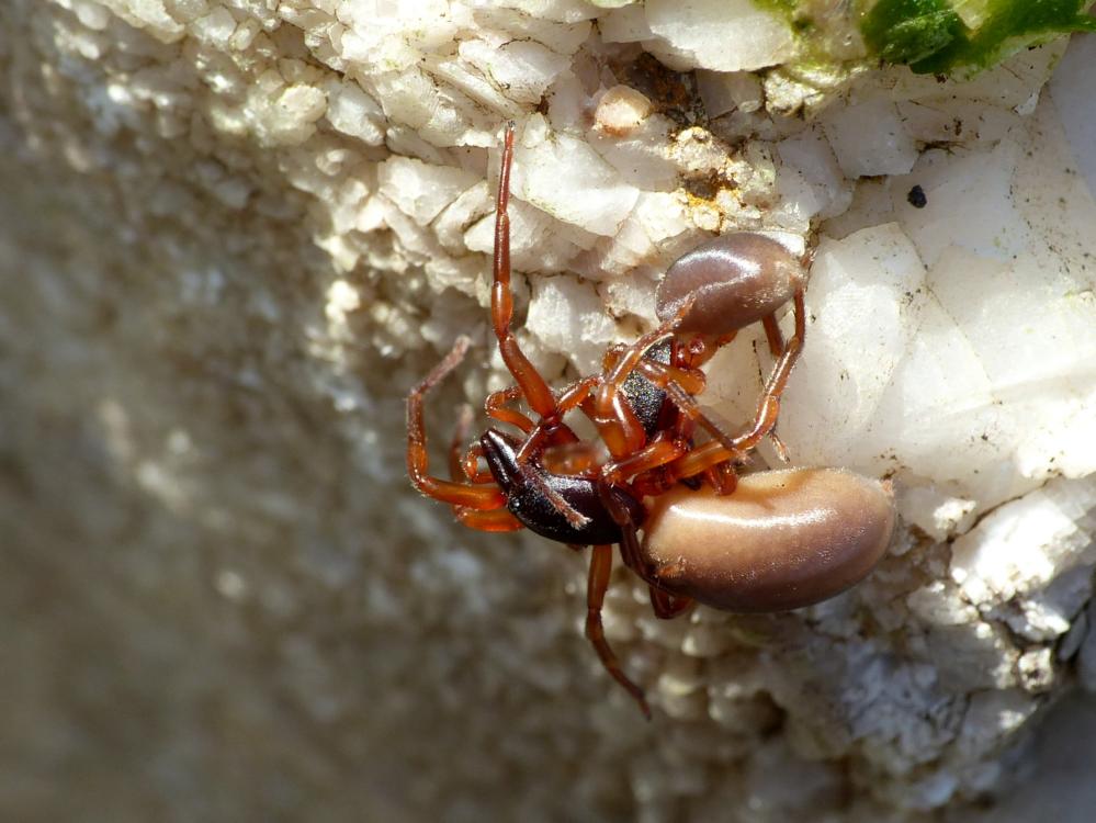 Accoppiamento Dysdera sp. - Tolfa (RM)